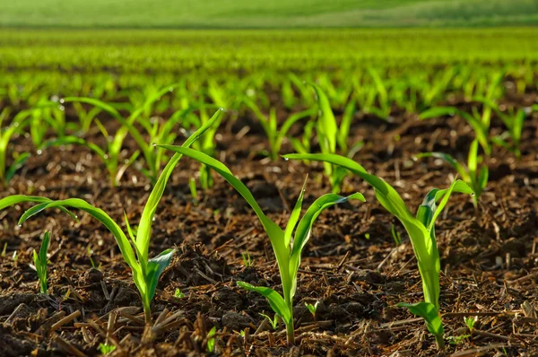 Young corn plants in field