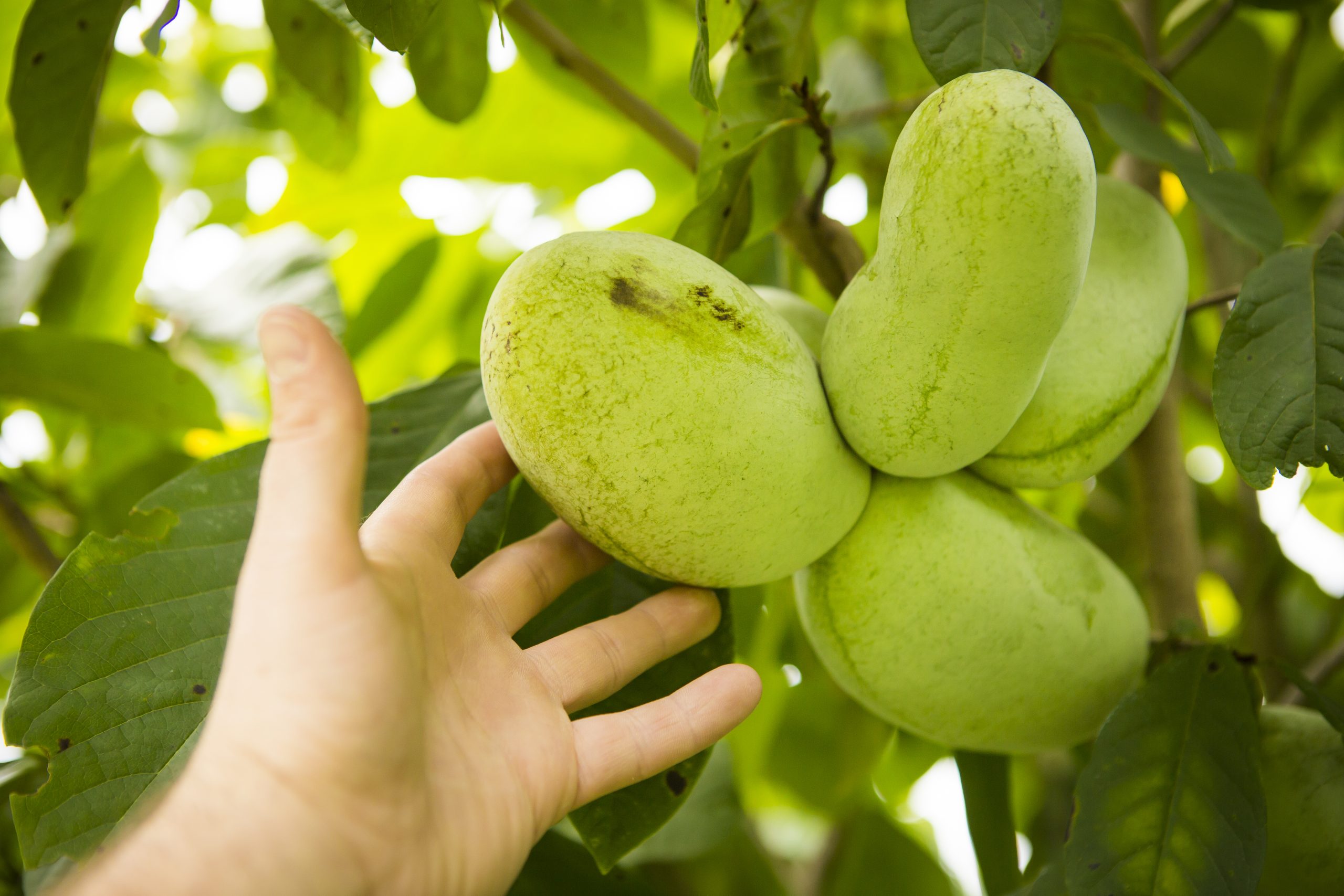 Hand grabbing fruit from pawpaw trees