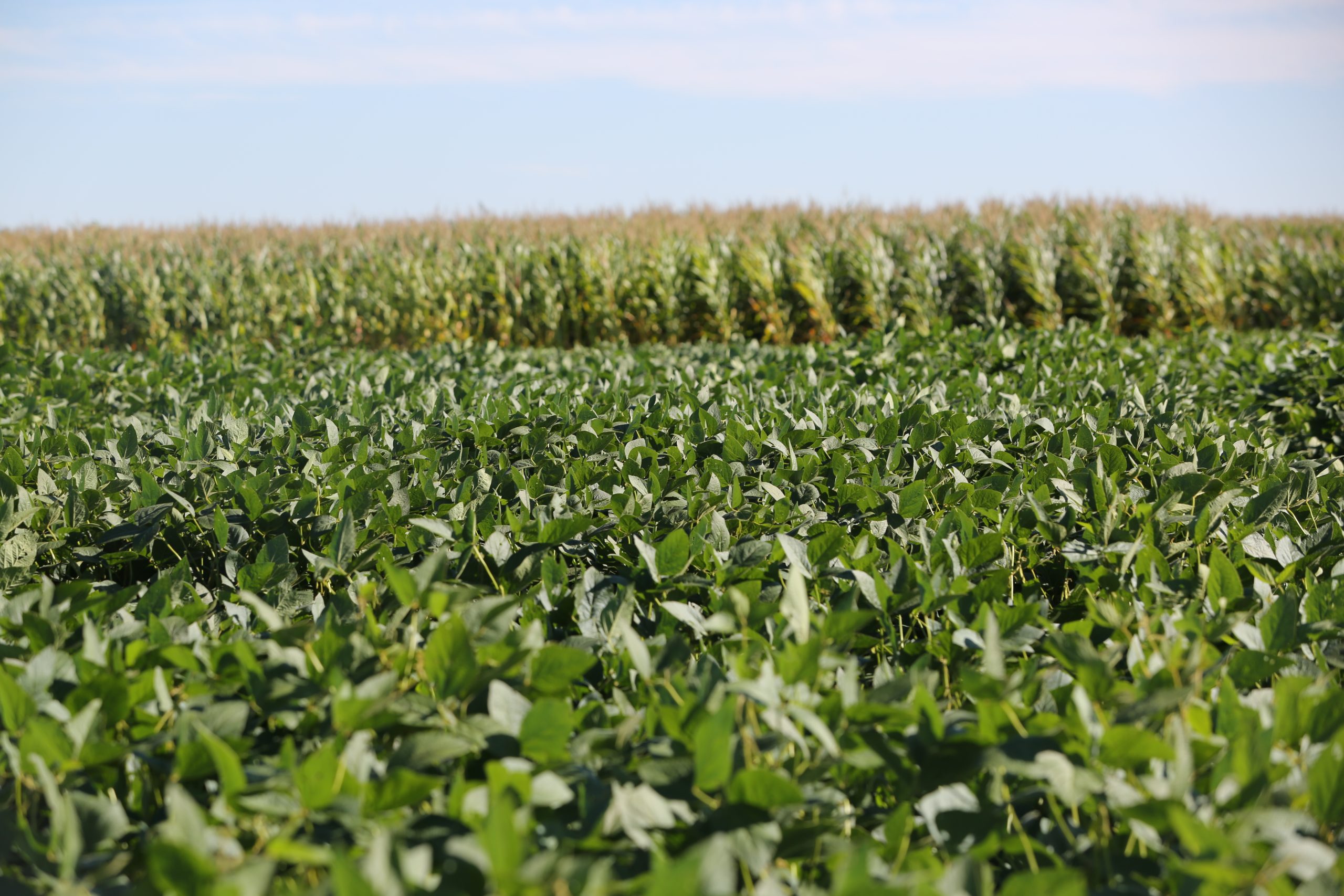 Crops in Missouri