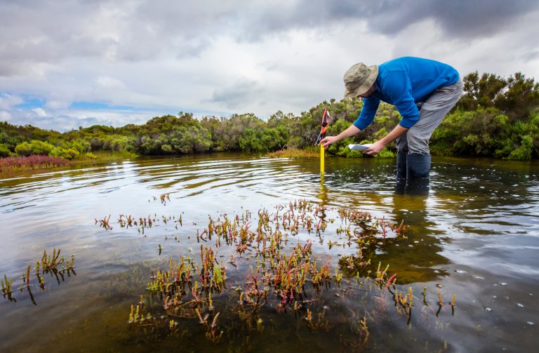 Scientist measuring water depth in wetland