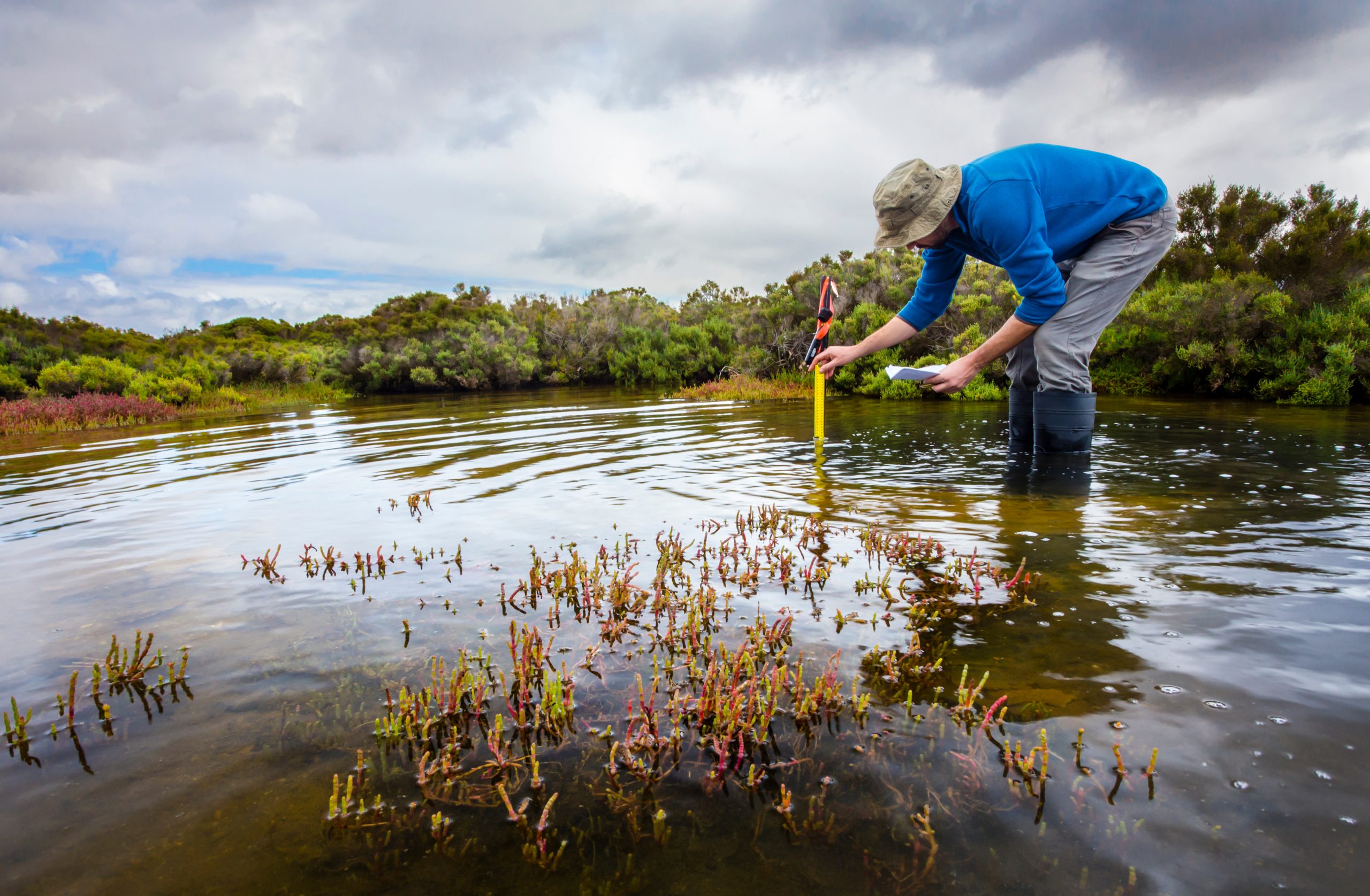 Scientist measuring water depth in wetland
